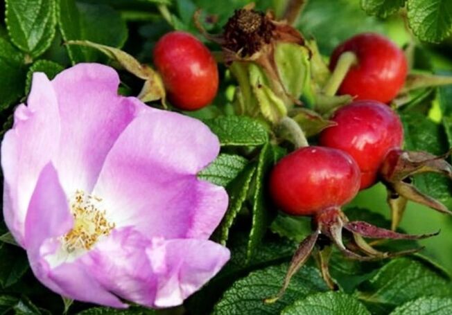 Hip rosa